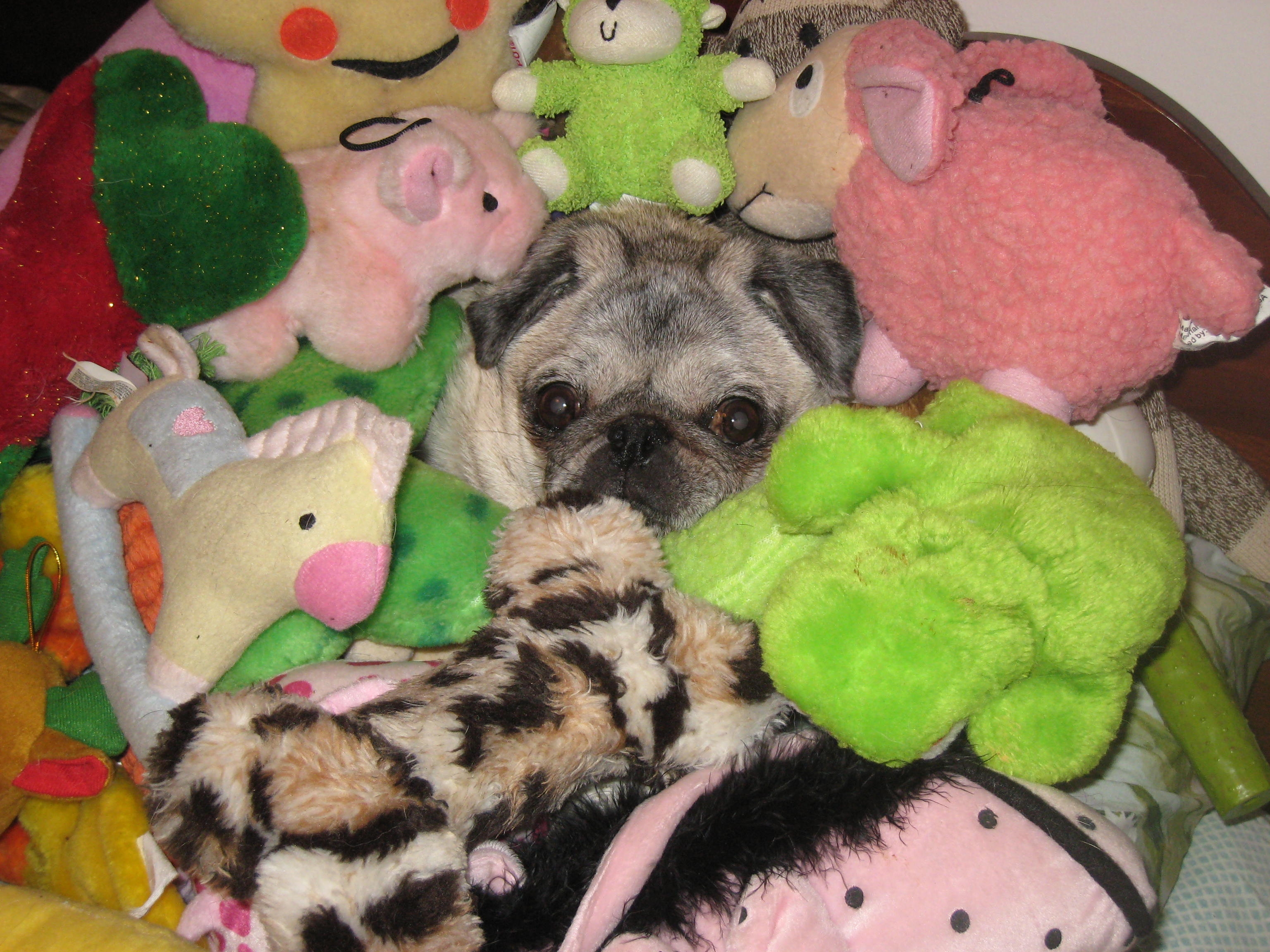 toys for pugs